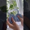 Thumbnail of new posts 053