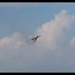 Thumbnail of new posts 103