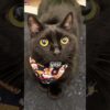 Thumbnail of new posts 167