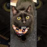 Thumbnail of new posts 170