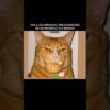 Thumbnail of related posts 081